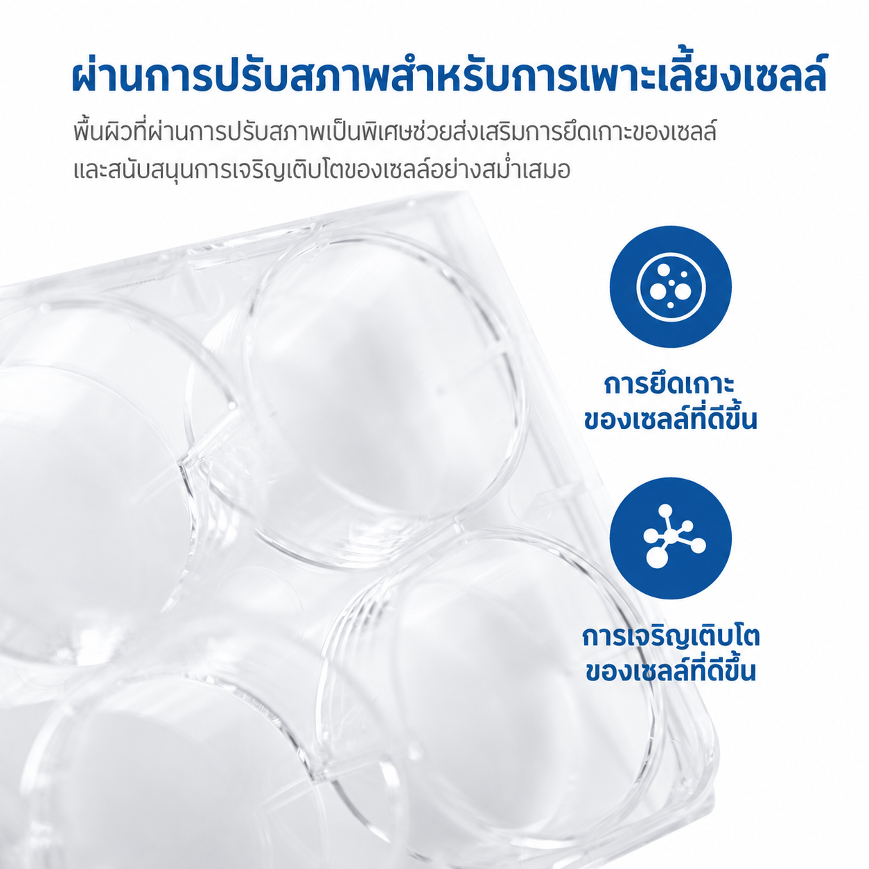[Copy]Đĩa nuôi cấy tế bào vô trùng 6 & 96 giếng | Nhựa Polystyrene (PS) xử lý bề mặt nuôi cấy mô, không chứa DNase/RNase, dùng cho nuôi cấy tế bào & nghiên cứu trong phòng thí nghiệm