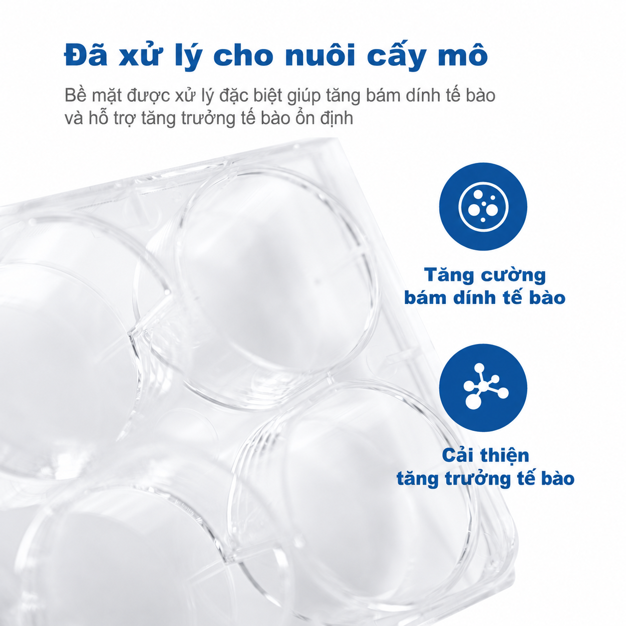 Đĩa nuôi cấy tế bào vô trùng 6 & 96 giếng | Nhựa Polystyrene (PS) xử lý bề mặt nuôi cấy mô, không chứa DNase/RNase, dùng cho nuôi cấy tế bào & nghiên cứu trong phòng thí nghiệm