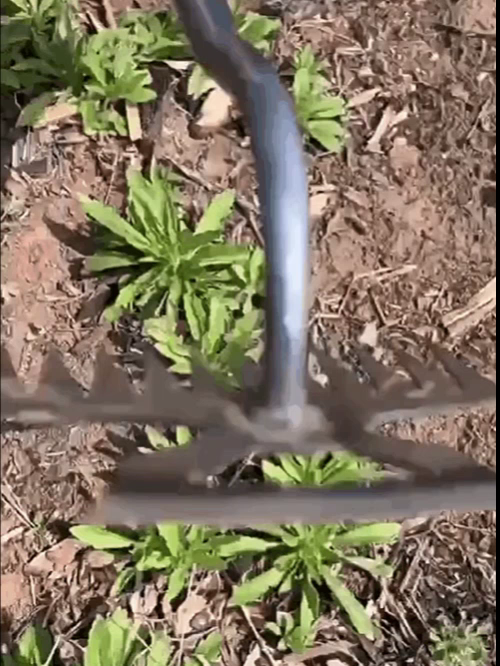 【連根拔起】錳鋼兩用除草鬆土野菜鏟