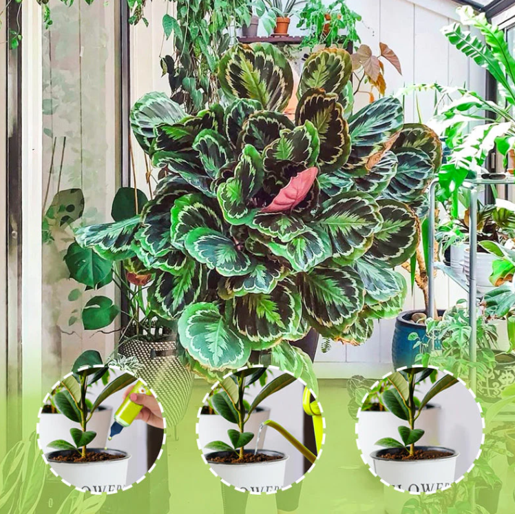 🌿【All-Purpose Indoor & Outdoor Plant Nutrient】—One bottle in hand, the world is yours!🌱🏡✨