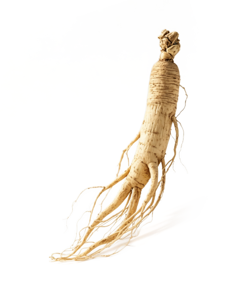 Ginseng Root