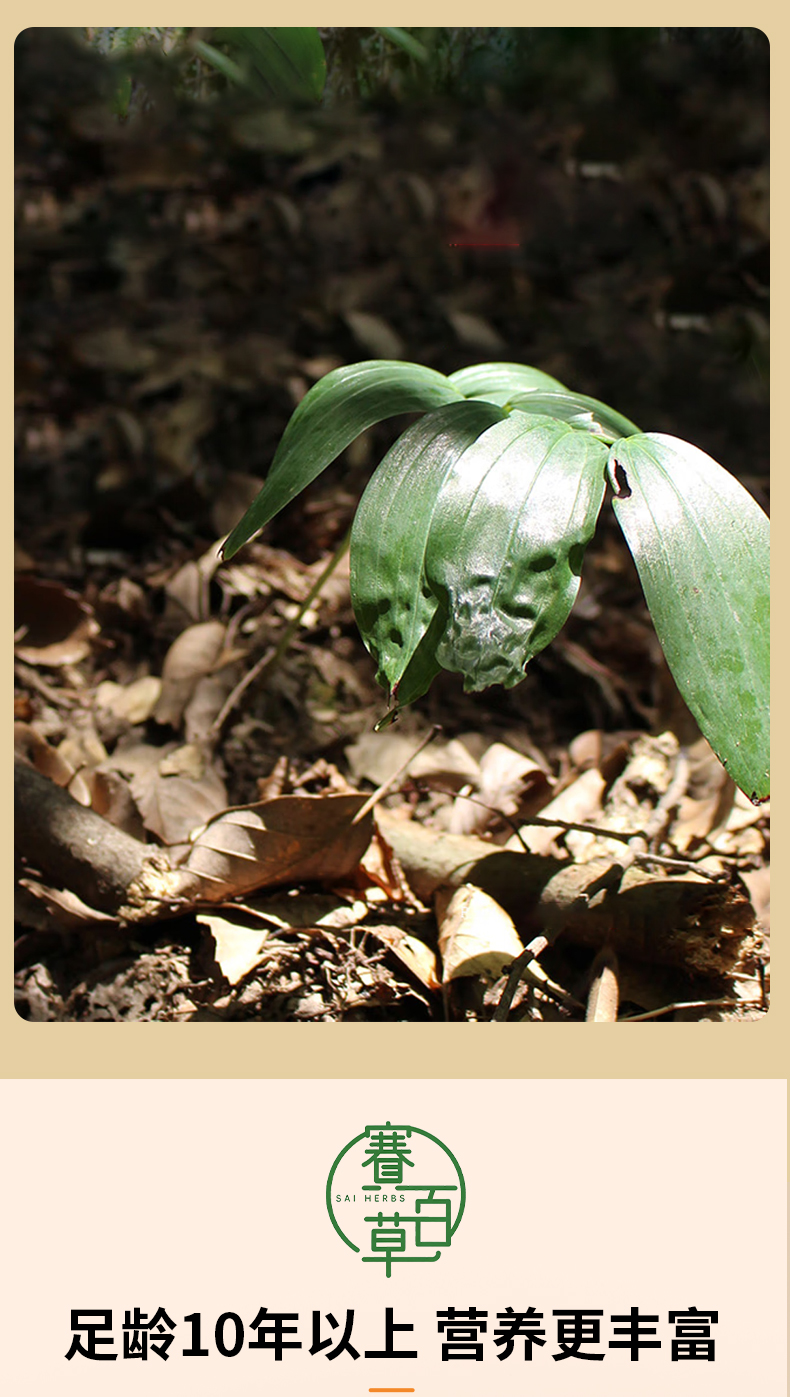 九蒸九曬黃精果 Polygonatum sibiricum