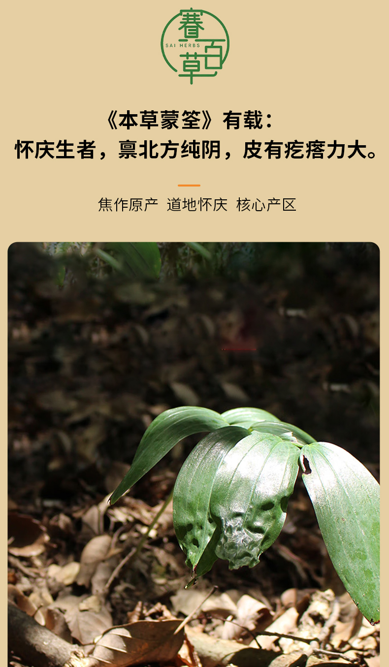 九蒸九曬懷地黃 Prepared Rehmannia