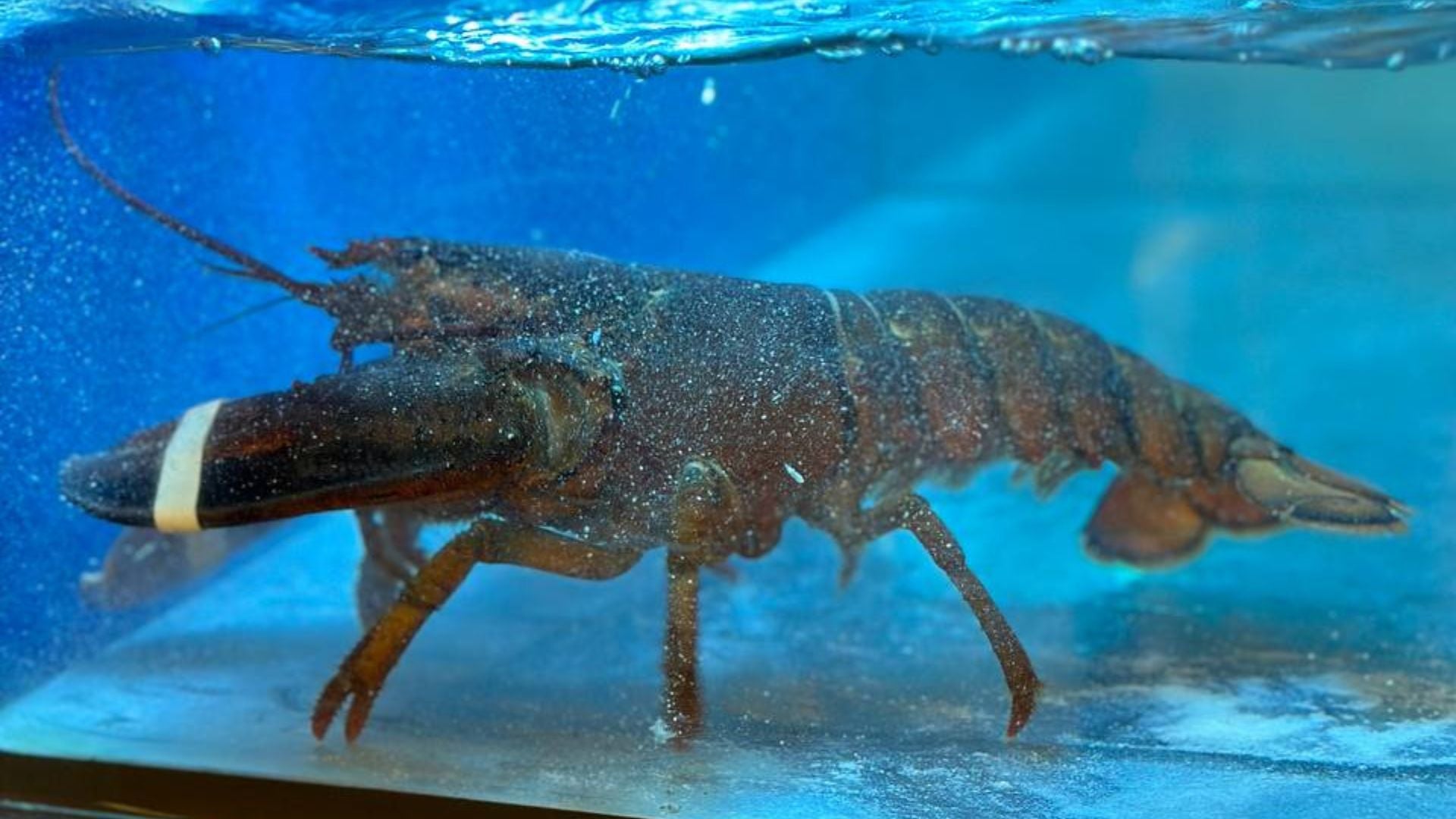 Live Lobsters
