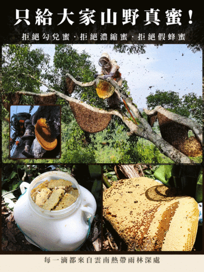 「只存於雲南祕境的稀世珍寶」雲南懸崖黑蜂蜜