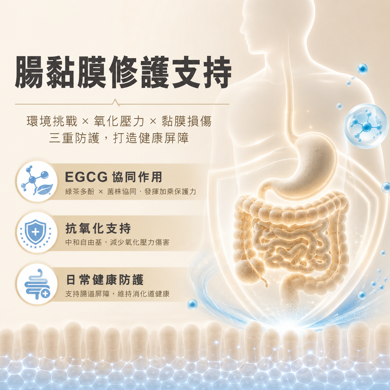 安福无忧EGCG 益生菌固体饮料