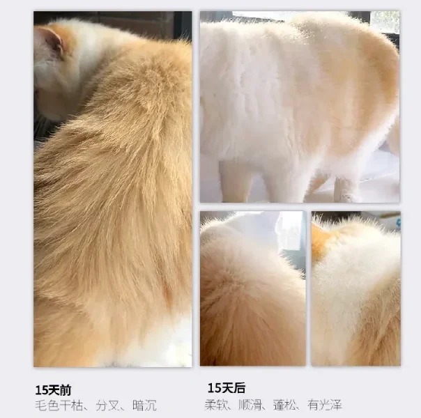 VETPET唯派特 宠物营养补充剂 美毛素 猫犬同用（2g*30）