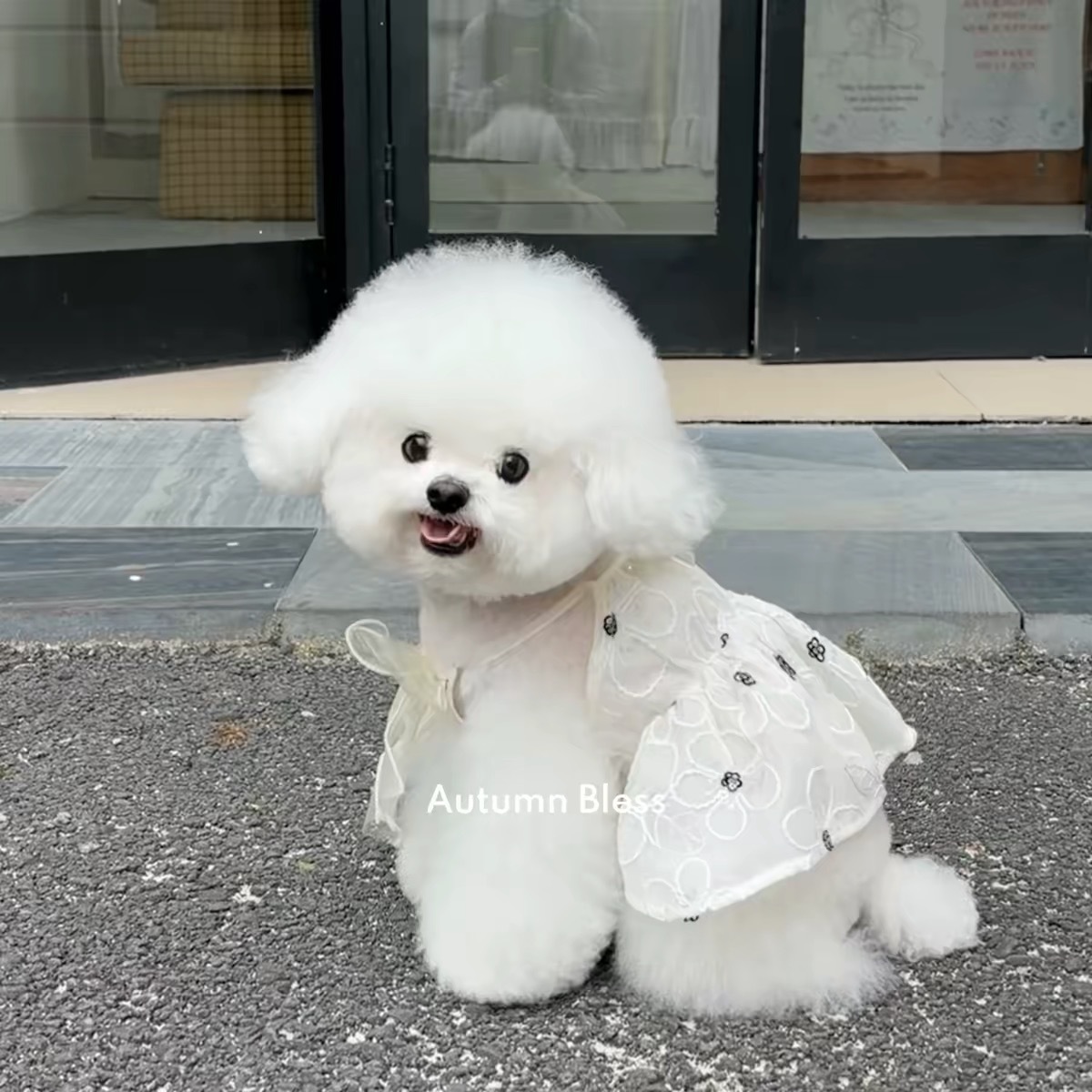 AUTUMN BLESS 宠物衣服 花仙女吊带 蕾丝裙子