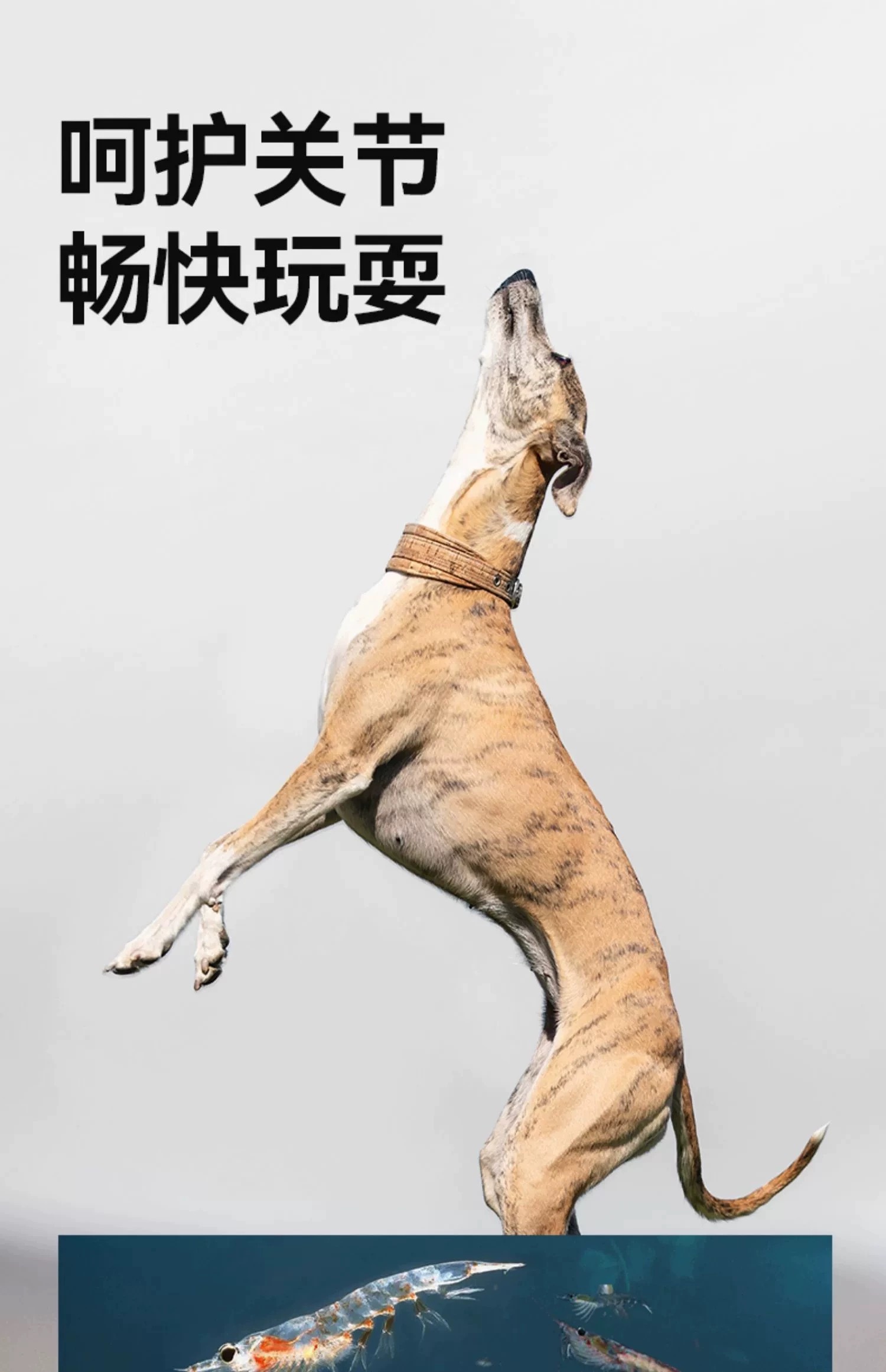 PARTNERPET 帕特 鲜鸭乳鸽配方全价烘培犬粮