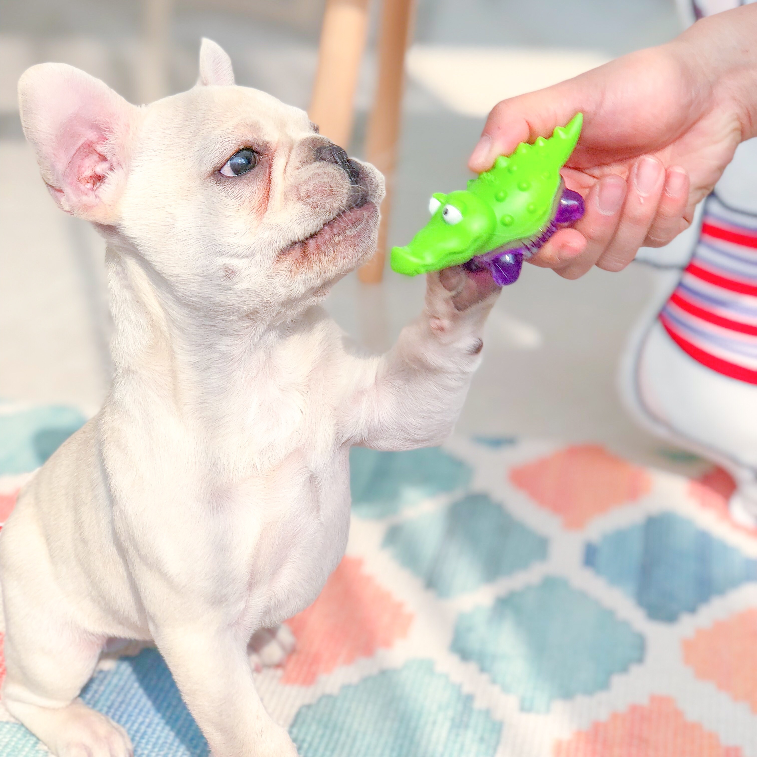 、GIGIWI Q仔系列 小奶犬专用