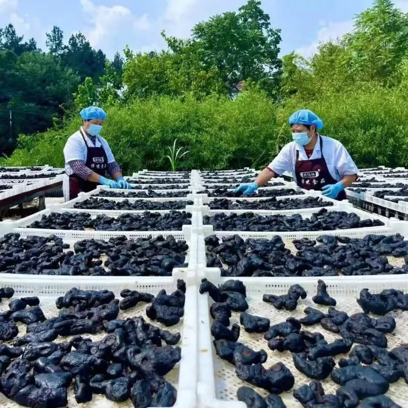 黃精五黑膏 黃精原材料