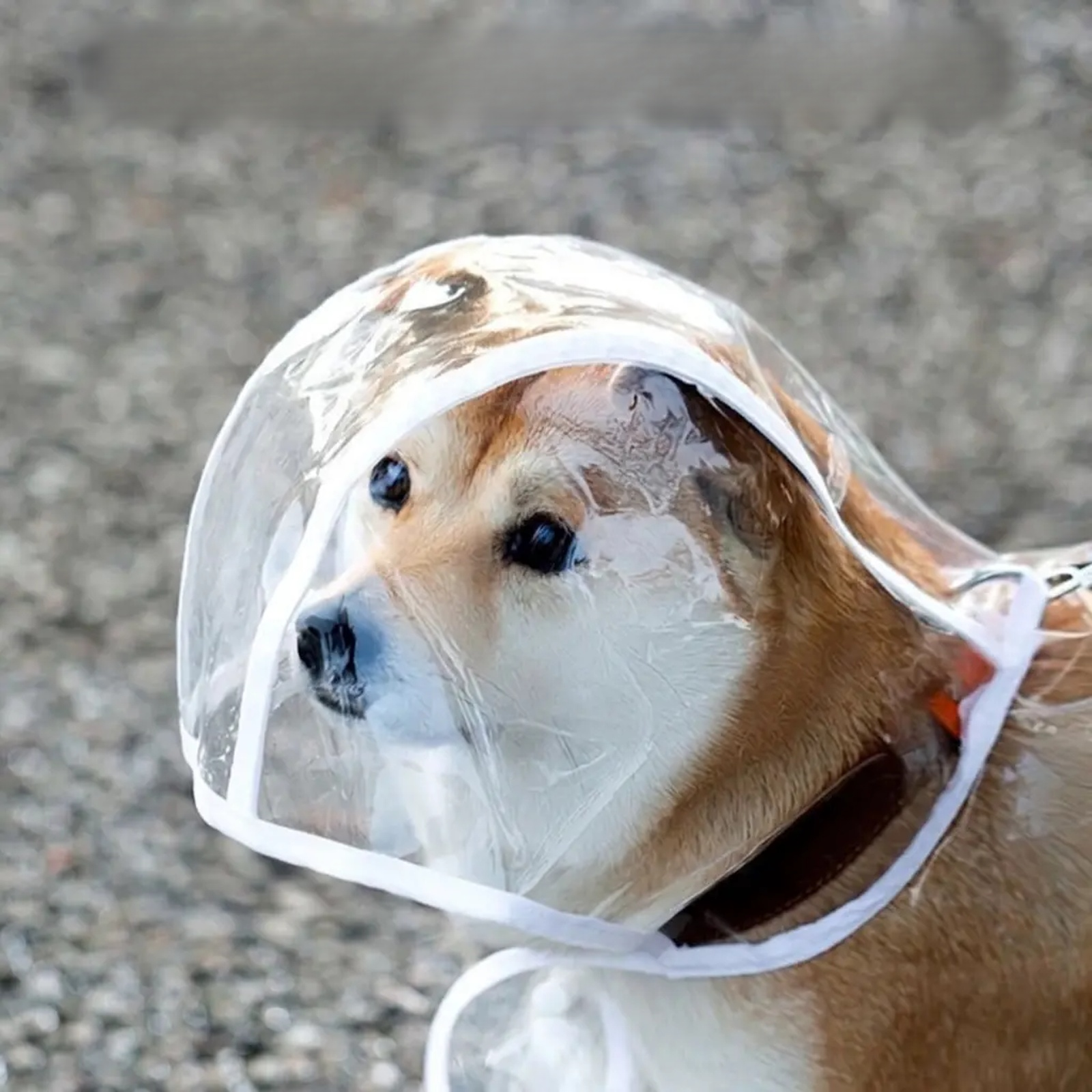 小中大型犬透明狗狗雨衣小中大型犬透明狗狗雨衣