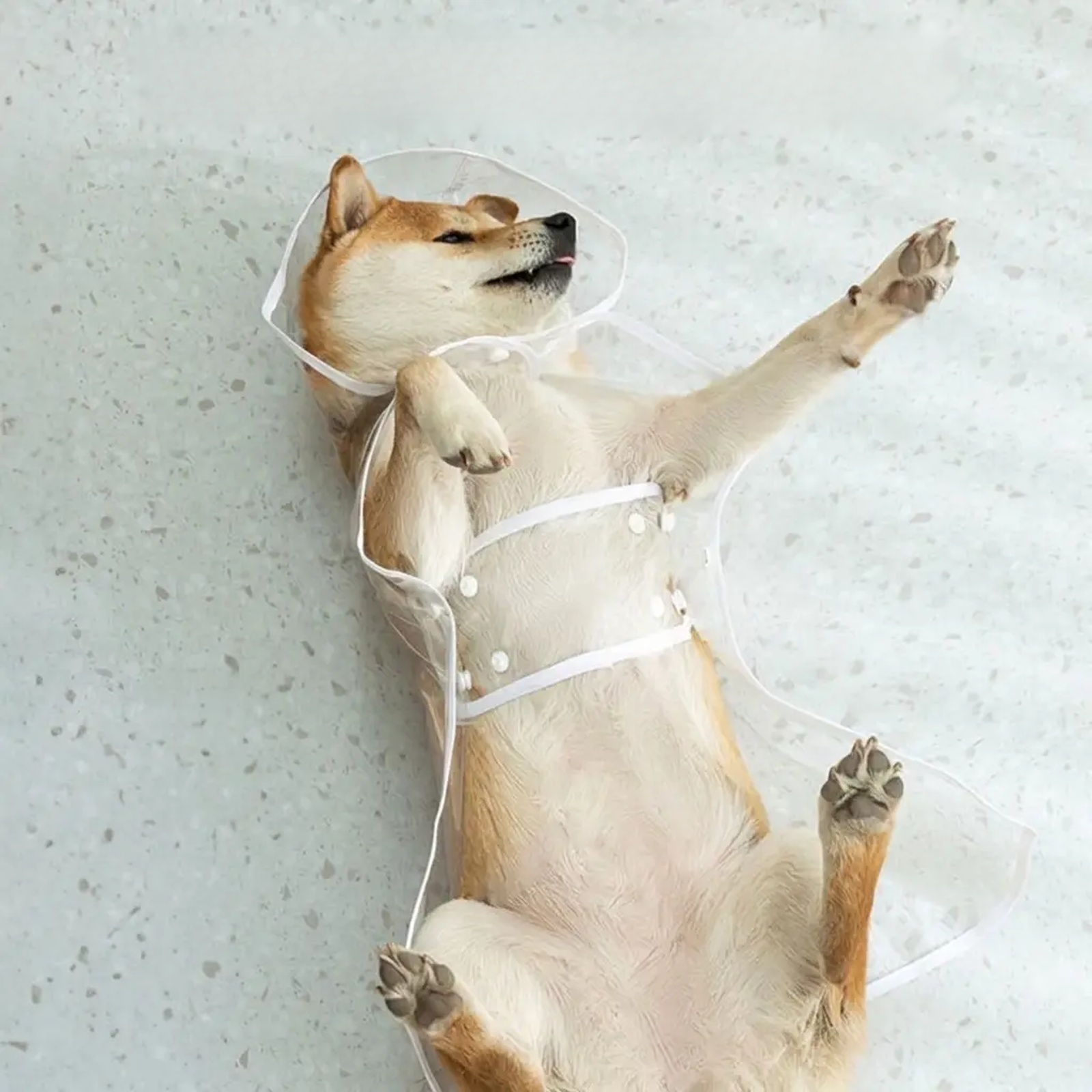 小中大型犬透明狗狗雨衣小中大型犬透明狗狗雨衣