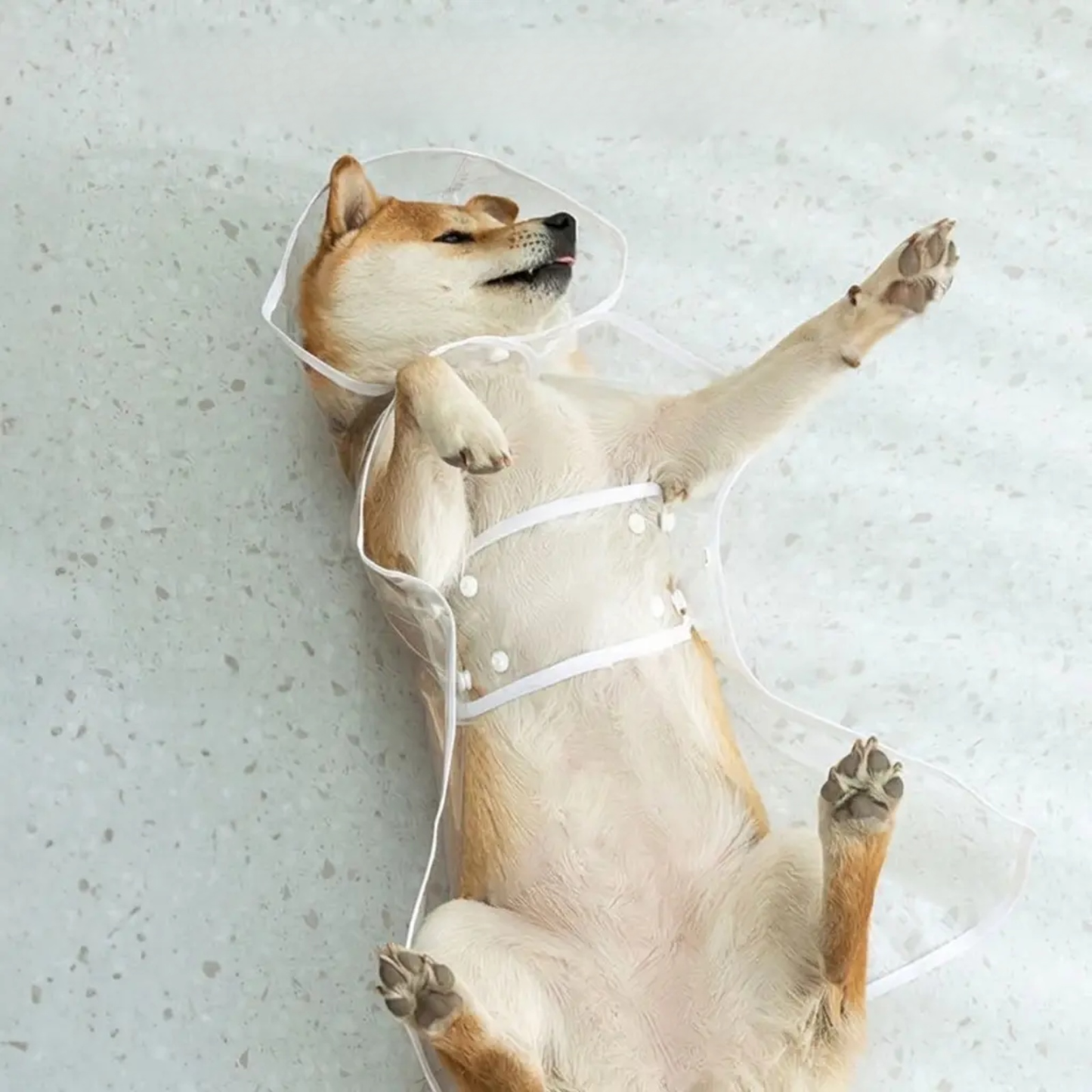 小中大型犬透明狗狗雨衣小中大型犬透明狗狗雨衣