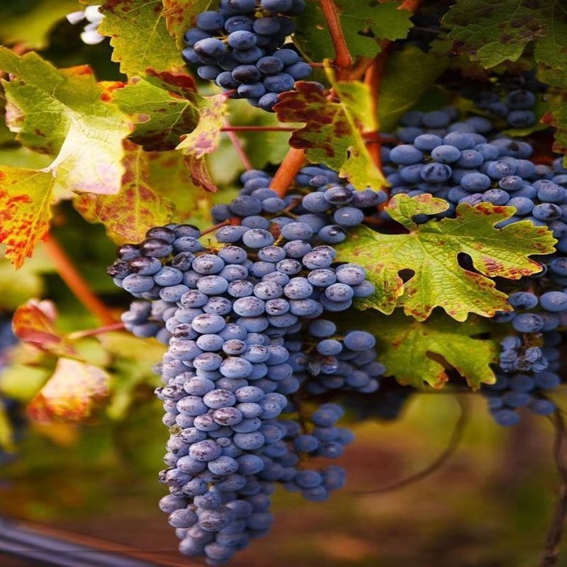 波龍堡 2022 佳鳥有機乾紅葡萄酒 12.5% vol｜750mL｜Chateau Bolongbao  Jia Niao Organic Dry Red Wine 