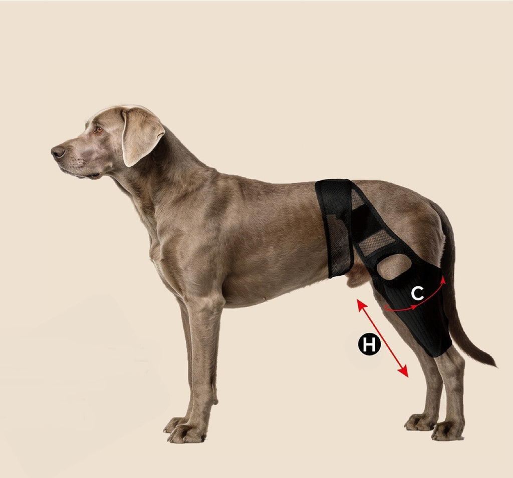 HOW TO MEASURE A DOG KNEE BRACE