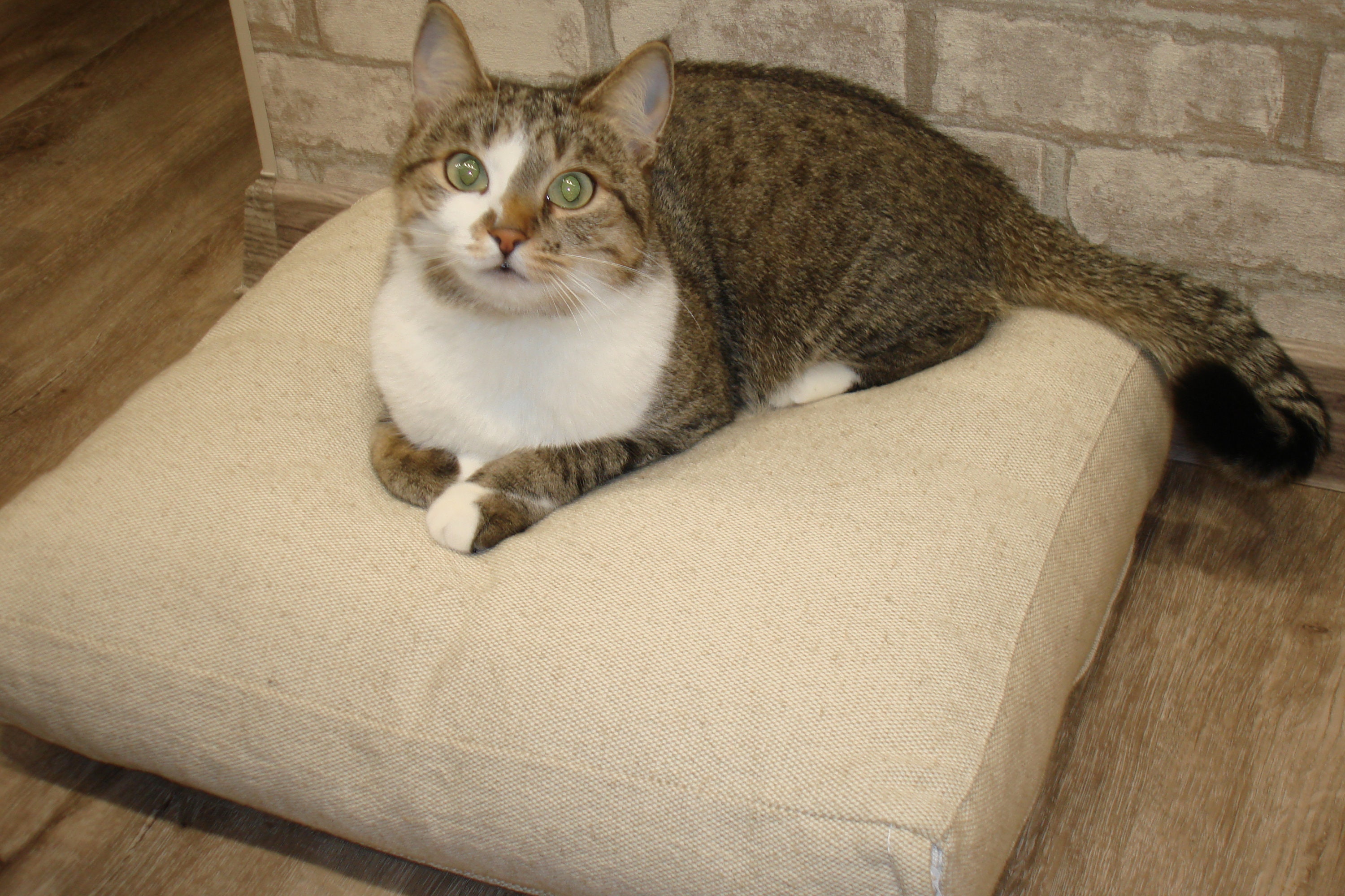 Organic Washable Pet Bed with Removable Blanket, Linen Cat Bed, Dog Bed with 2 Layers Hemp Filling, Removable Cover, Eco-Friendly Soft Bed for Pets