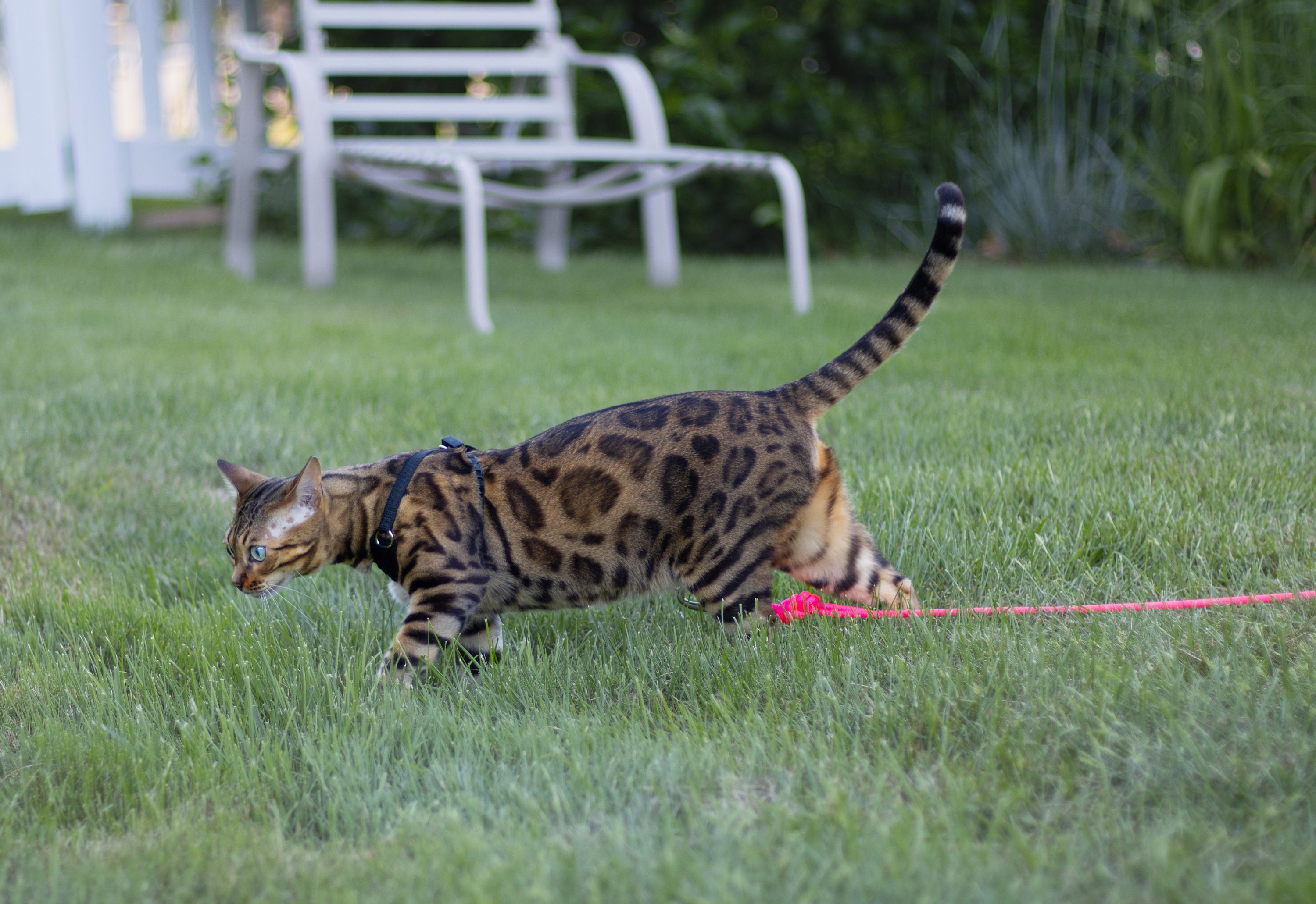 Houdini Escape-Resistant Cat Harness and Leash Set - Lightweight, Adjustable, Choke-Free