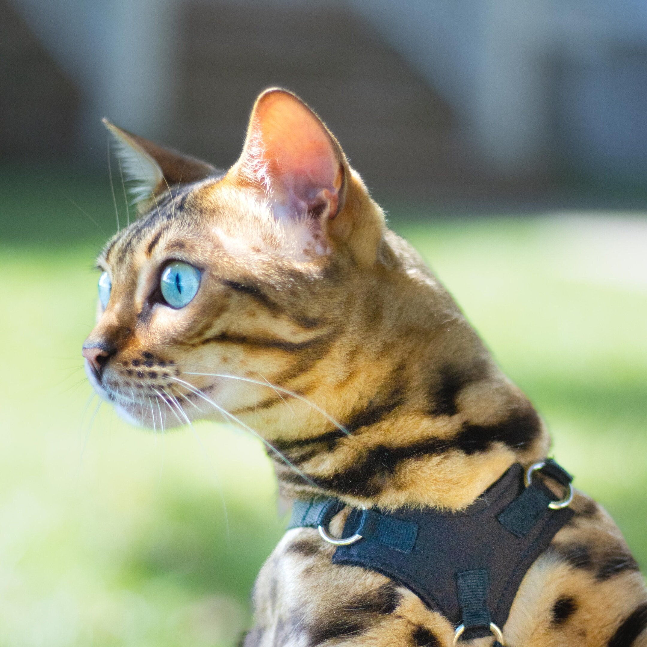 Houdini Escape-Resistant Cat Harness and Leash Set - Lightweight, Adjustable, Choke-Free