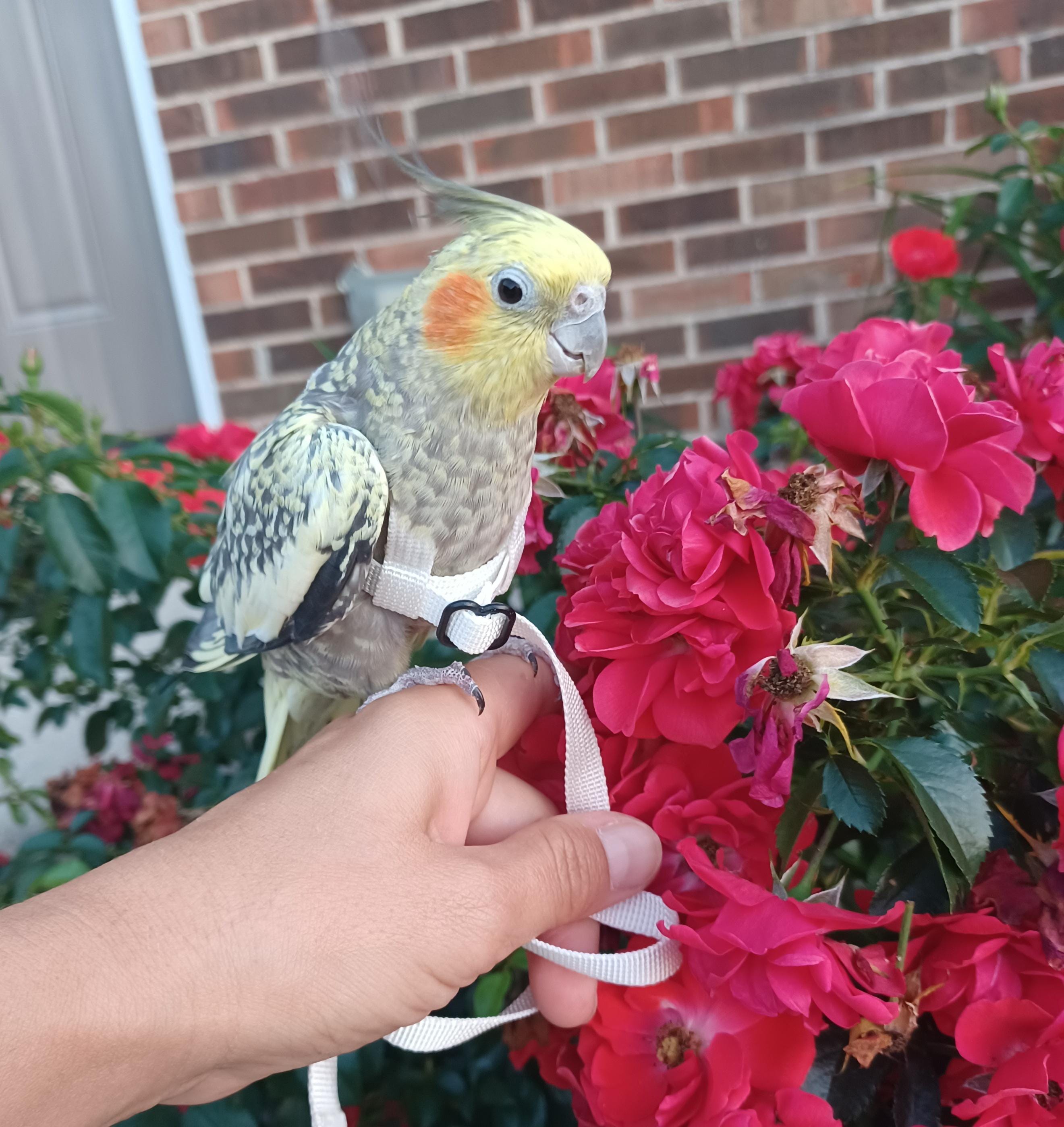 EZ-On Parrot Harness with Detachable Leash