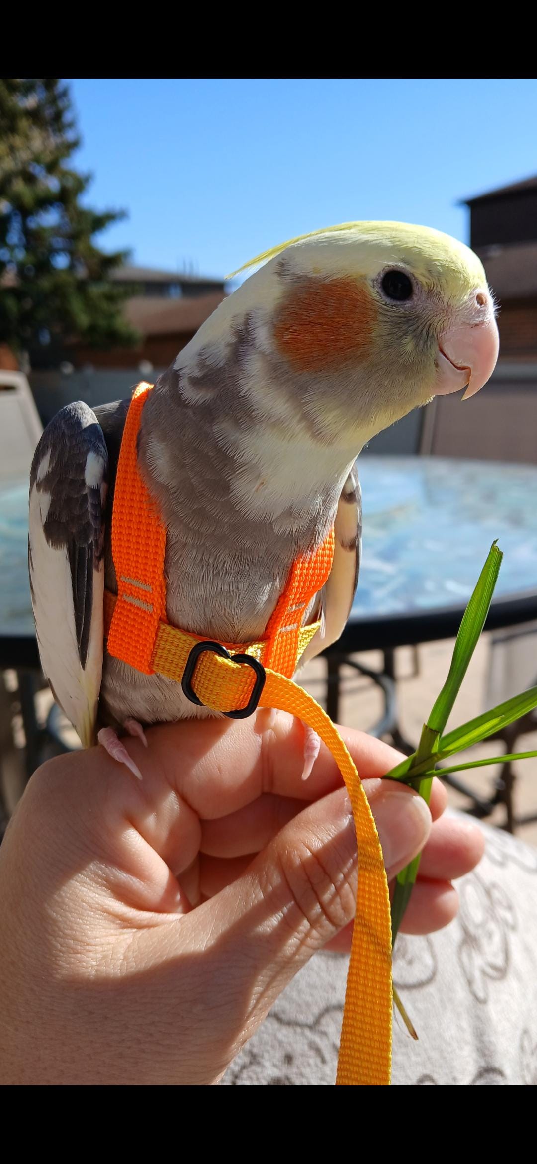 EZ-On Parrot Harness with Detachable Leash