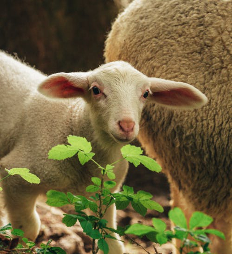 史上最全白羊座大解析-下