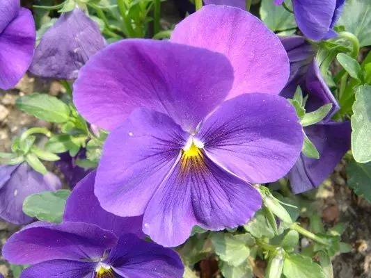 &ldquo;紫色&rdquo;頂輪啟動