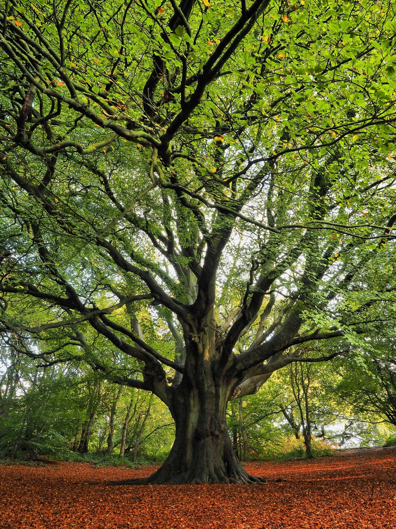 療愈海底輪建立强健的金錢事業地基