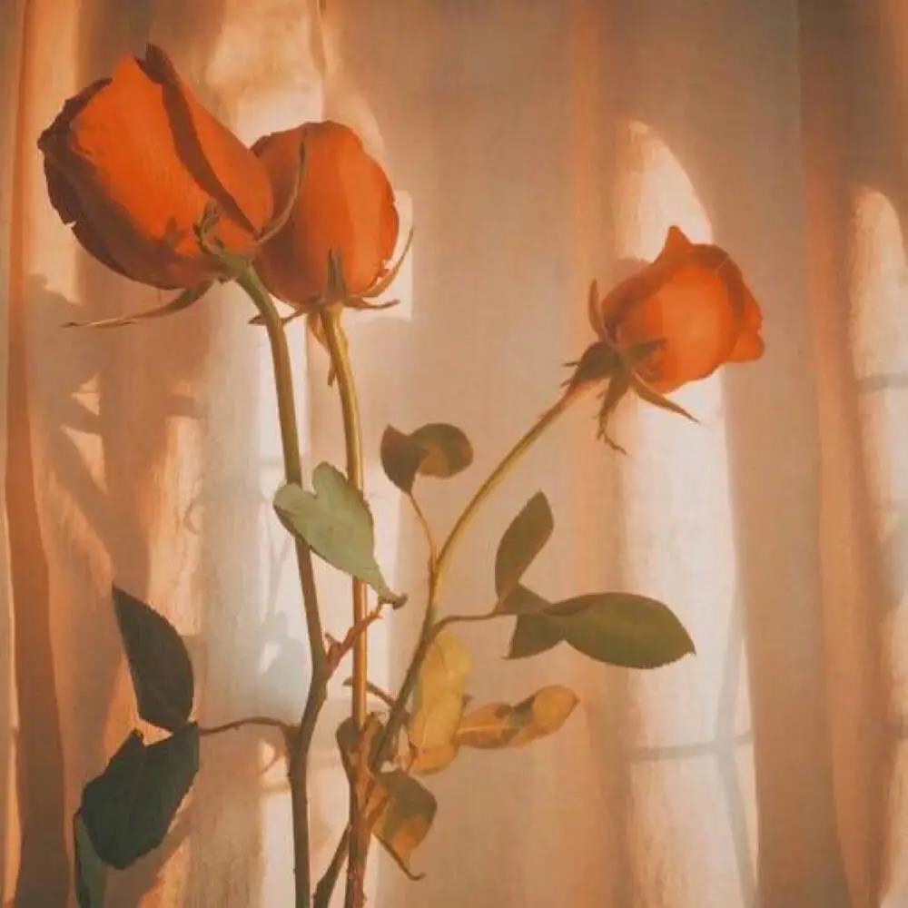 塔羅牌占卜：他想不想複合