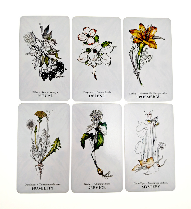 植訊神諭卡Hedgewitch Botanical Oracle-魔法塔羅