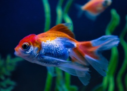 创建商品场景-多规格商品40张图片-商品描述图片+视频+表格+各种设置