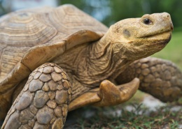 创建商品场景-多规格商品40张图片-商品描述图片+视频+表格+各种设置