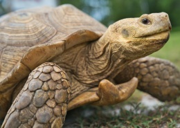 创建商品场景-多规格商品40张图片-商品描述图片+视频+表格+各种设置