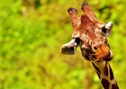 创建商品场景-多规格商品40张图片-商品描述图片+视频+表格+各种设置