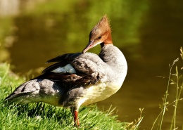 创建商品场景-多规格商品40张图片-商品描述图片+视频+表格+各种设置