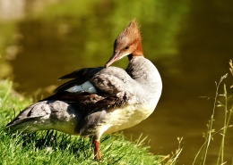 创建商品场景-多规格商品40张图片-商品描述图片+视频+表格+各种设置