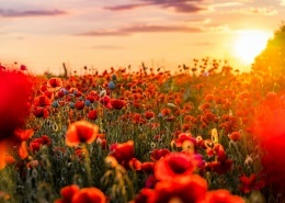 创建商品场景-多规格商品40张图片-商品描述图片+视频+表格+各种设置