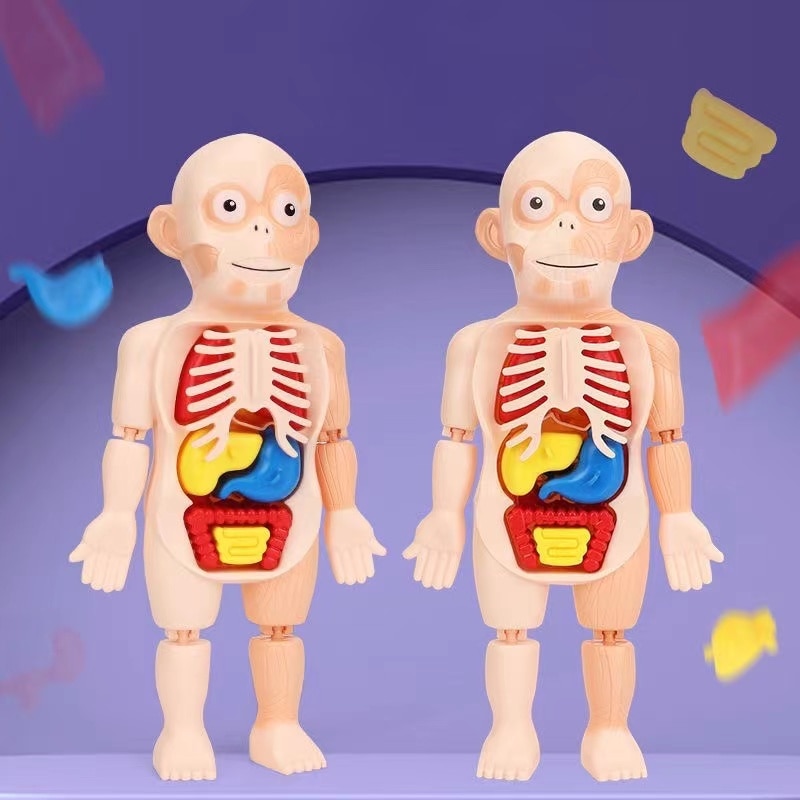 Human Organ Model Toys - BUY 2 FREE SHIPPING