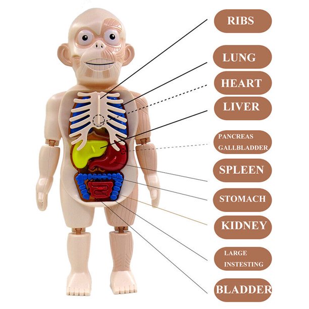Human Organ Model Toys - BUY 2 FREE SHIPPING