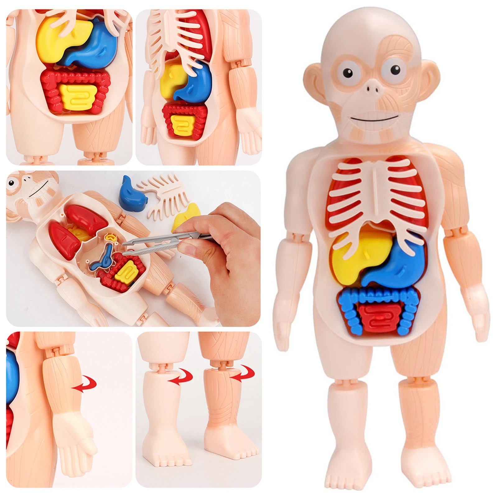 Human Organ Model Toys - BUY 2 FREE SHIPPING