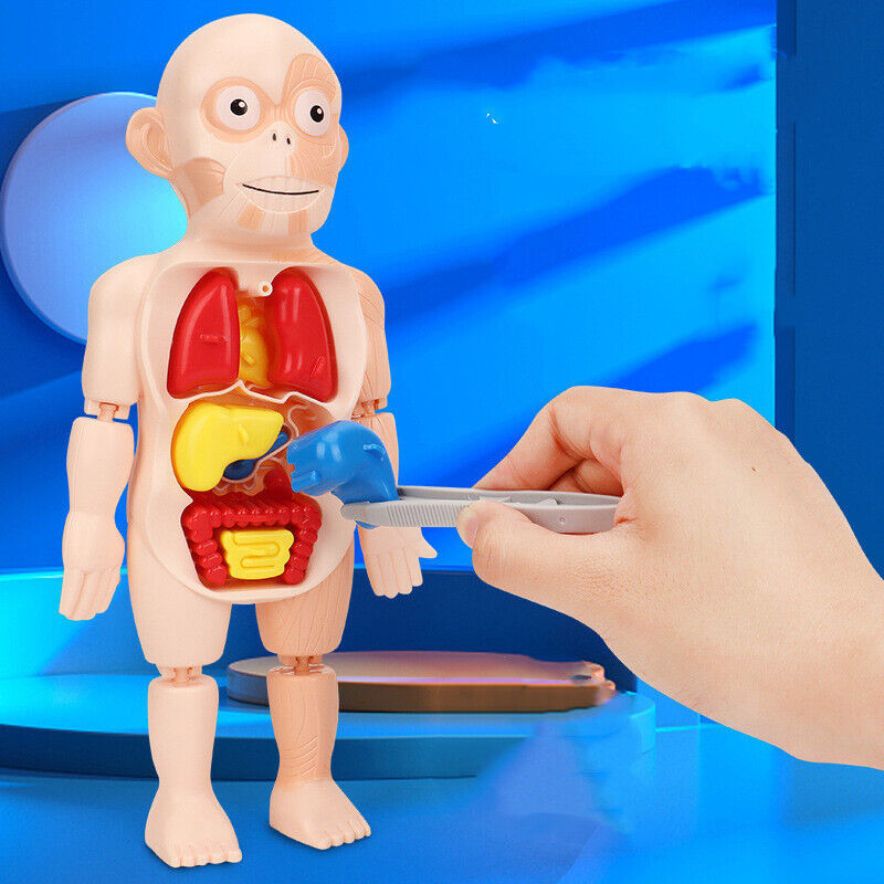 Human Organ Model Toys - BUY 2 FREE SHIPPING