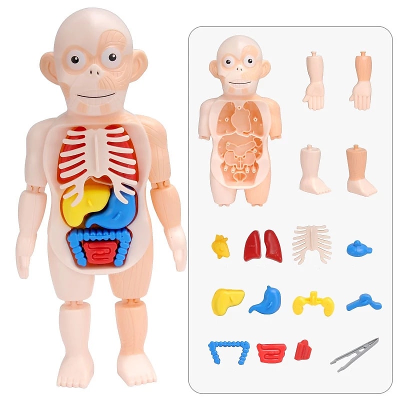 Human Organ Model Toys - BUY 2 FREE SHIPPING