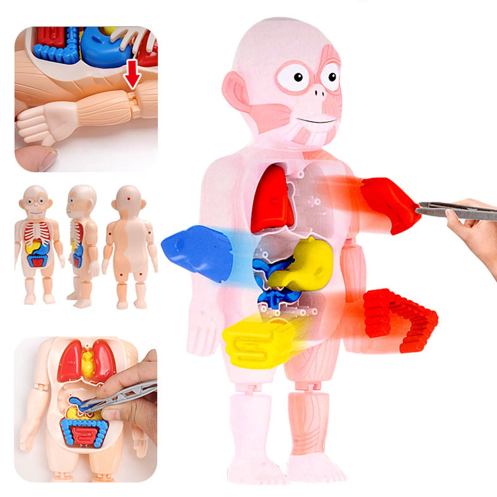Human Organ Model Toys - BUY 2 FREE SHIPPING