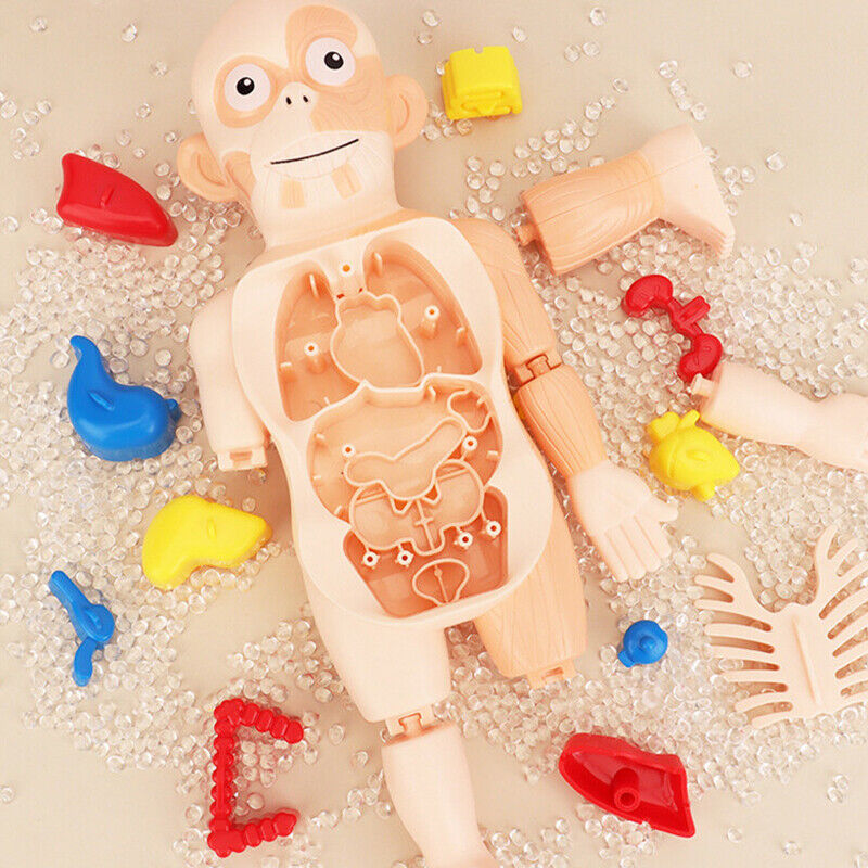 Human Organ Model Toys - BUY 2 FREE SHIPPING
