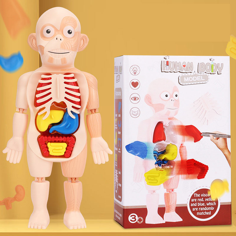 Human Organ Model Toys - BUY 2 FREE SHIPPING