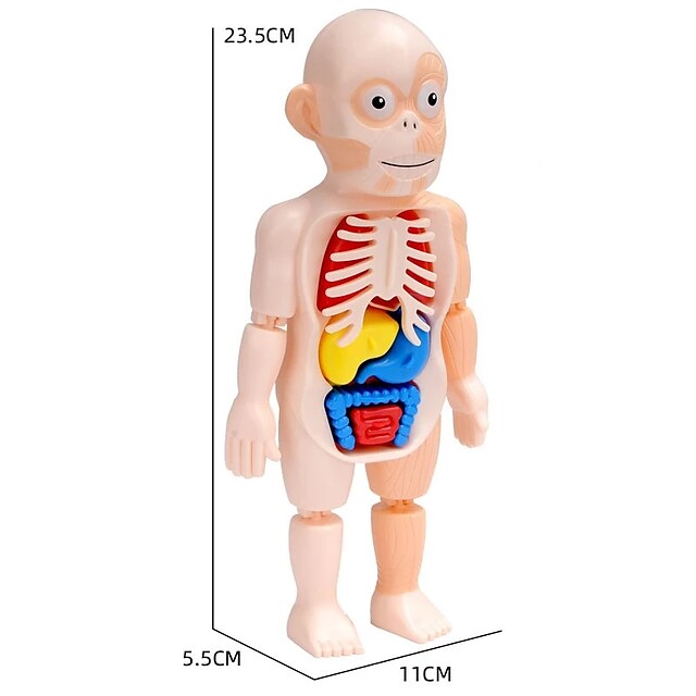 Human Organ Model Toys - BUY 2 FREE SHIPPING