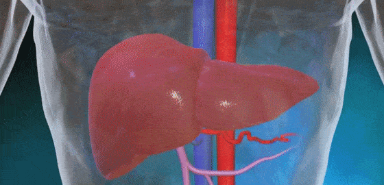 金奧力牌葛根枳椇軟膠囊