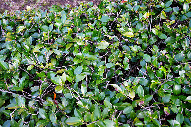 100000000