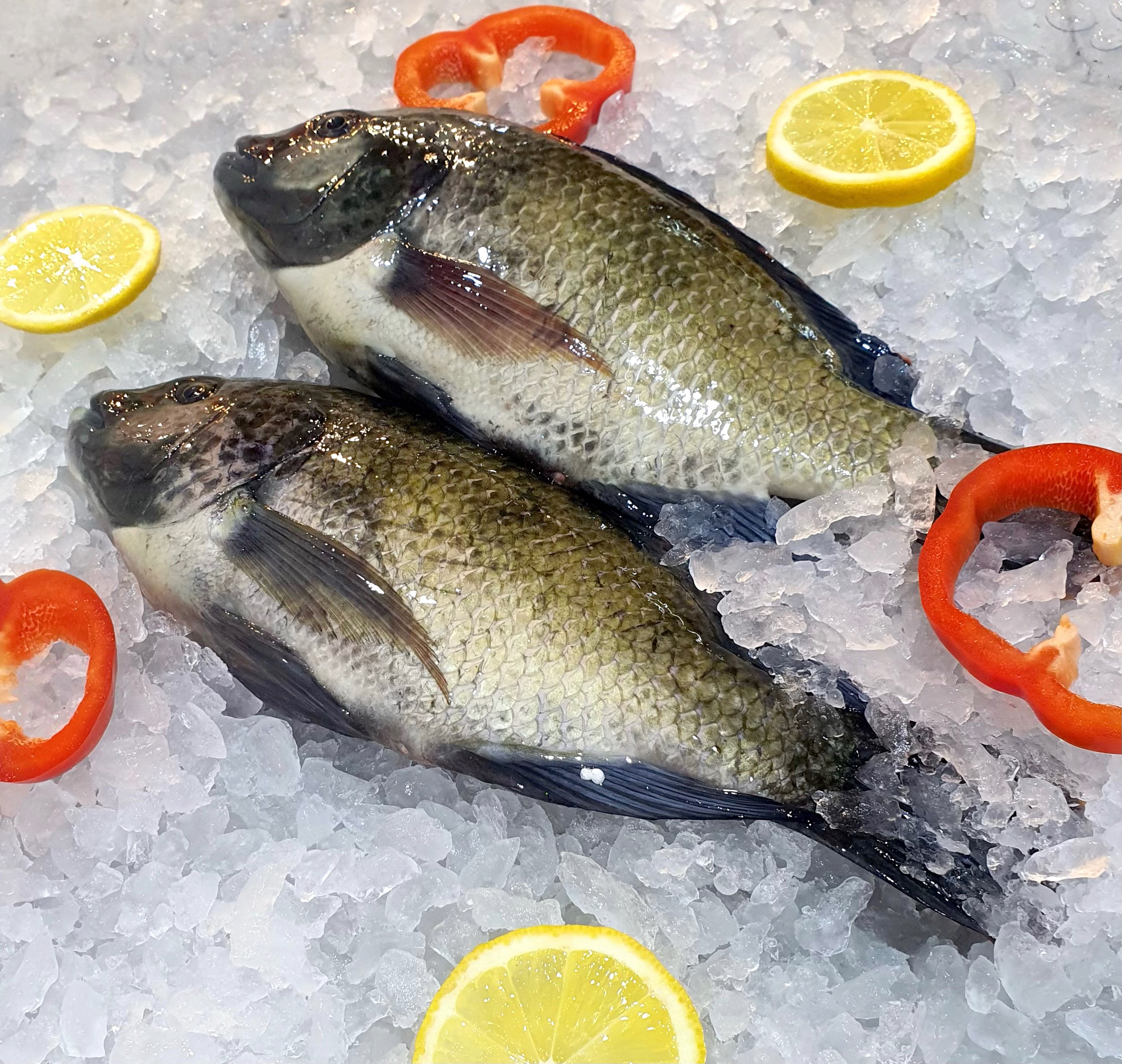 Sustainable Saltwater Black Tilapia