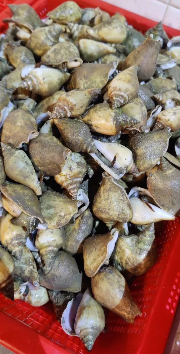 Gong Gong (Conch) 贡贡